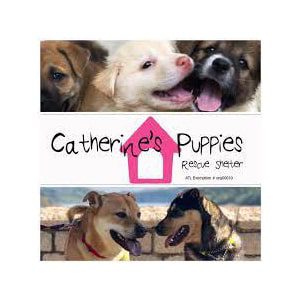 Catherines-Puppies